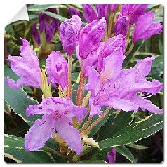 Rododendro 'Variegatum'